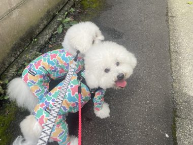 ビションフリーゼ おもち おもちふくらむさんぽとか彡 IMG_4233-380x285 ビションフリーゼ おもち おもちふくらむさんぽとか彡 IMG_4233-380x285