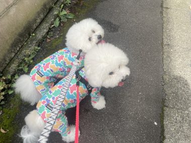 ビションフリーゼ おもち おもちふくらむさんぽとか彡 IMG_4234-380x285 ビションフリーゼ おもち おもちふくらむさんぽとか彡 IMG_4234-380x285