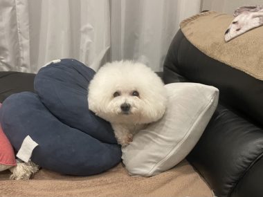 ビションフリーゼ おもち おもちふくらむさんぽとか彡 IMG_4250-380x285 ビションフリーゼ おもち おもちふくらむさんぽとか彡 IMG_4250-380x285