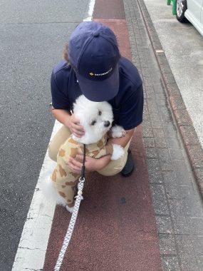 ビションフリーゼ おもち おもちふくらむさんぽとか彡 IMG_4253-285x380 ビションフリーゼ おもち おもちふくらむさんぽとか彡 IMG_4253-285x380