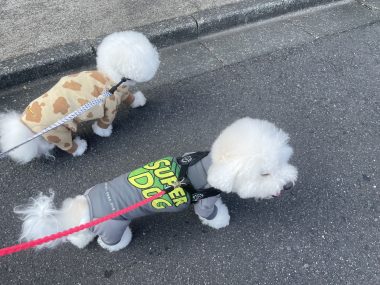 ビションフリーゼ おもち おもちふくらむさんぽとか彡 IMG_4255-380x285 ビションフリーゼ おもち おもちふくらむさんぽとか彡 IMG_4255-380x285