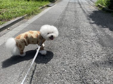 ビションフリーゼ おもち おもちふくらむさんぽとか彡 IMG_4256-380x285 ビションフリーゼ おもち おもちふくらむさんぽとか彡 IMG_4256-380x285