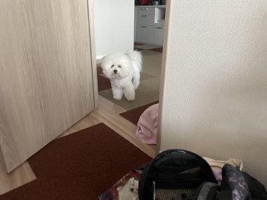 ビションフリーゼ おもち おもちふくらむさんぽとか彡 IMG_4262-380x285 ビションフリーゼ おもち おもちふくらむさんぽとか彡 IMG_4262-380x285