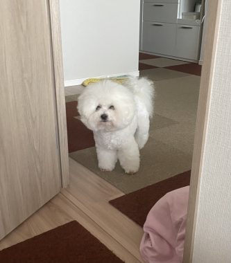 ビションフリーゼ おもち おもちふくらむさんぽとか彡 IMG_4267-333x380 ビションフリーゼ おもち おもちふくらむさんぽとか彡 IMG_4267-333x380