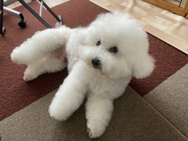 ビションフリーゼ おもち おもちふくらむさんぽとか彡 IMG_4268-380x285 ビションフリーゼ おもち おもちふくらむさんぽとか彡 IMG_4268-380x285