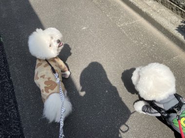 ビションフリーゼ　おもち  もふもふ大渋滞 IMG_4286-380x285