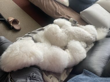 ビションフリーゼ　おもち  もふもふ大渋滞 IMG_4300-380x285