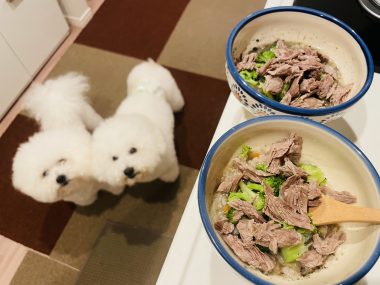 ビションフリーゼ おもち おもふく飯途中までの色々 IMG_4304-380x285 ビションフリーゼ おもち おもふく飯途中までの色々 IMG_4304-380x285