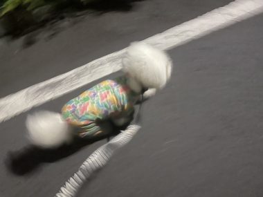 ビションフリーゼ　おもち  くらみゅん病院のあとチルだね IMG_4305-380x285