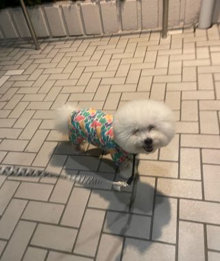 ビションフリーゼ　おもち  くらみゅん病院のあとチルだね IMG_4306-321x380