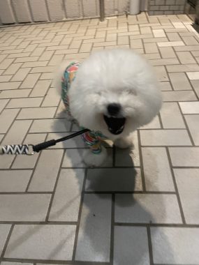 ビションフリーゼ　おもち  くらみゅん病院のあとチルだね IMG_4307-285x380