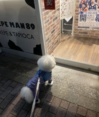 ビションフリーゼ　おもち  くらみゅん病院のあとチルだね IMG_4314-323x380