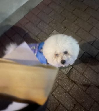 ビションフリーゼ　おもち  くらみゅん病院のあとチルだね IMG_4315-340x380