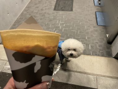 ビションフリーゼ　おもち  くらみゅん病院のあとチルだね IMG_4316-380x285