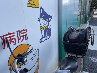 ビションフリーゼ　おもち  くらみゅん病院のあとチルだね IMG_4317-380x285