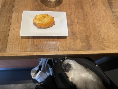 ビションフリーゼ　おもち  くらみゅん病院のあとチルだね IMG_4320-380x285