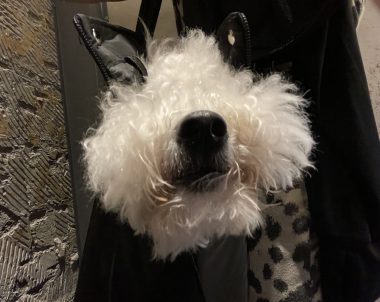 ビションフリーゼ　おもち  くらみゅん病院のあとチルだね IMG_4323-380x302