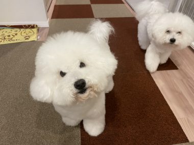 ビションフリーゼ　おもち  くらみゅん病院のあとチルだね IMG_4331-380x285