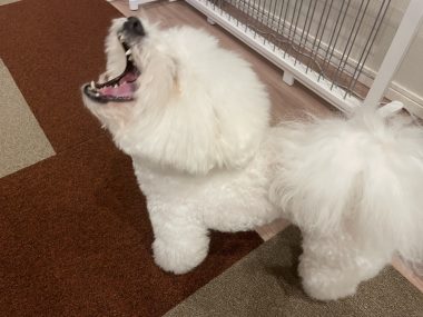 ビションフリーゼ　おもち  くらみゅん病院のあとチルだね IMG_4332-380x285