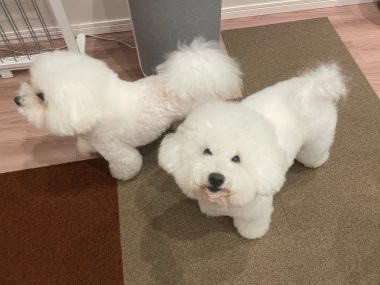 ビションフリーゼ　おもち  くらみゅん病院のあとチルだね IMG_4333-380x285