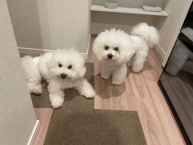 ビションフリーゼ　おもち  くらみゅん病院のあとチルだね IMG_4334-380x285