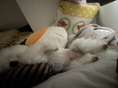 ビションフリーゼ おもち 先生とマリちゃんと新助\(^o^)/ IMG_4335-380x285 ビションフリーゼ おもち 先生とマリちゃんと新助\(^o^)/ IMG_4335-380x285