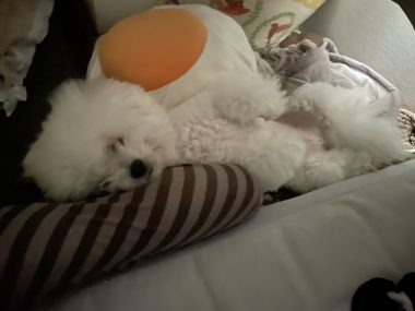 ビションフリーゼ おもち 先生とマリちゃんと新助\(^o^)/ IMG_4336-380x285 ビションフリーゼ おもち 先生とマリちゃんと新助\(^o^)/ IMG_4336-380x285
