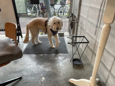 ビションフリーゼ おもち 先生とマリちゃんと新助\(^o^)/ IMG_4341-380x285 ビションフリーゼ おもち 先生とマリちゃんと新助\(^o^)/ IMG_4341-380x285