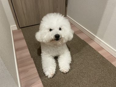 ビションフリーゼ おもち 先生とマリちゃんと新助\(^o^)/ IMG_4346-380x285 ビションフリーゼ おもち 先生とマリちゃんと新助\(^o^)/ IMG_4346-380x285