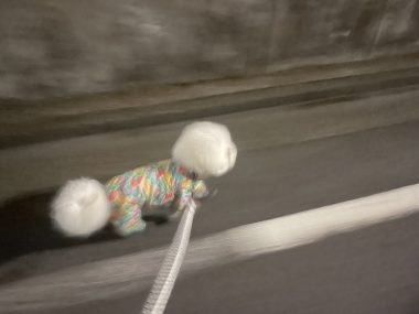 ビションフリーゼ おもち 先生とマリちゃんと新助\(^o^)/ IMG_4349-380x285 ビションフリーゼ おもち 先生とマリちゃんと新助\(^o^)/ IMG_4349-380x285