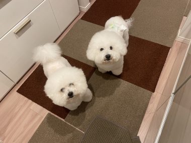 ビションフリーゼ おもち 先生とマリちゃんと新助\(^o^)/ IMG_4366-380x285 ビションフリーゼ おもち 先生とマリちゃんと新助\(^o^)/ IMG_4366-380x285