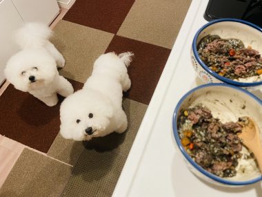 ビションフリーゼ おもち 先生とマリちゃんと新助\(^o^)/ IMG_4367-380x285 ビションフリーゼ おもち 先生とマリちゃんと新助\(^o^)/ IMG_4367-380x285