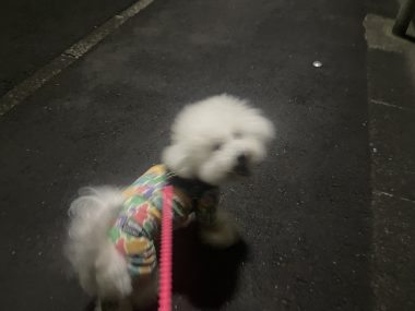 ビションフリーゼ おもち おもふく飯途中までの色々 IMG_4371-380x285 ビションフリーゼ おもち おもふく飯途中までの色々 IMG_4371-380x285
