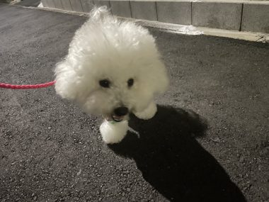 ビションフリーゼ おもち おもふく飯途中までの色々 IMG_4372-380x285 ビションフリーゼ おもち おもふく飯途中までの色々 IMG_4372-380x285