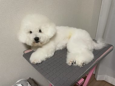 ビションフリーゼ おもち おもふく飯途中までの色々 IMG_4374-380x285 ビションフリーゼ おもち おもふく飯途中までの色々 IMG_4374-380x285