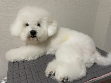 ビションフリーゼ おもち おもふく飯途中までの色々 IMG_4375-380x285 ビションフリーゼ おもち おもふく飯途中までの色々 IMG_4375-380x285