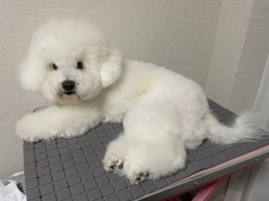 ビションフリーゼ おもち おもふく飯途中までの色々 IMG_4376-380x285 ビションフリーゼ おもち おもふく飯途中までの色々 IMG_4376-380x285