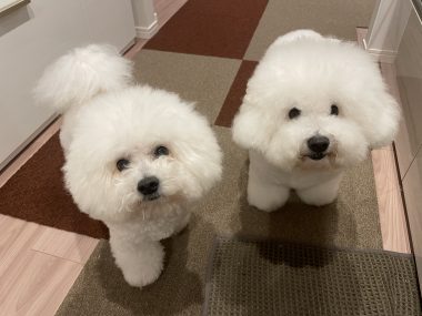 ビションフリーゼ おもち おもふく飯途中までの色々 IMG_4378-380x285 ビションフリーゼ おもち おもふく飯途中までの色々 IMG_4378-380x285