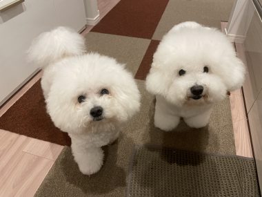 ビションフリーゼ おもち おもふく飯途中までの色々 IMG_4379-380x285 ビションフリーゼ おもち おもふく飯途中までの色々 IMG_4379-380x285