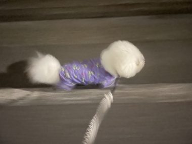 ビションフリーゼ おもち おもふく飯途中までの色々 IMG_4382-380x285 ビションフリーゼ おもち おもふく飯途中までの色々 IMG_4382-380x285