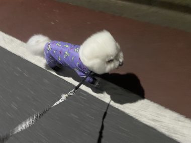 ビションフリーゼ おもち おもふく飯途中までの色々 IMG_4384-380x285 ビションフリーゼ おもち おもふく飯途中までの色々 IMG_4384-380x285