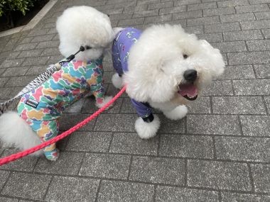 ビションフリーゼ おもち おもちふくらむ 9月3日(木曜) IMG_4394-380x285 ビションフリーゼ おもち おもちふくらむ 9月3日(木曜) IMG_4394-380x285