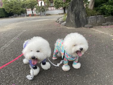 ビションフリーゼ おもち おもちふくらむ 9月3日(木曜) IMG_4396-380x285 ビションフリーゼ おもち おもちふくらむ 9月3日(木曜) IMG_4396-380x285