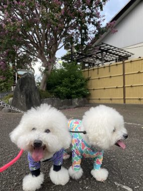 ビションフリーゼ おもち おもちふくらむ 9月3日(木曜) IMG_4397-285x380 ビションフリーゼ おもち おもちふくらむ 9月3日(木曜) IMG_4397-285x380