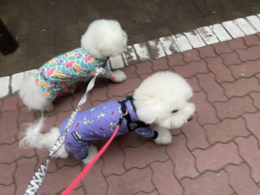 ビションフリーゼ おもち おもちふくらむ 9月3日(木曜) IMG_4399-380x285 ビションフリーゼ おもち おもちふくらむ 9月3日(木曜) IMG_4399-380x285