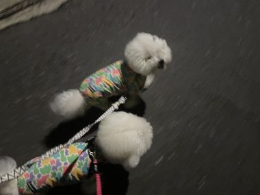 ビションフリーゼ　おもち  雨降りの前、おもふくさんぽ彡 IMG_4404-380x285
