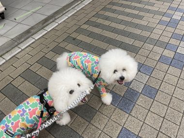 ビションフリーゼ　おもち  雨降りの前、おもふくさんぽ彡 IMG_4414-380x285