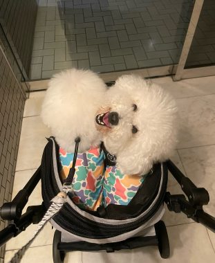 ビションフリーゼ　おもち  雨降りの前、おもふくさんぽ彡 IMG_4415-311x380