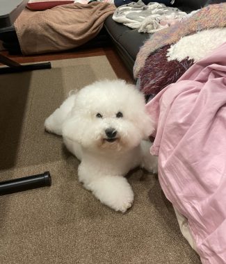 ビションフリーゼ　おもち  雨降りの前、おもふくさんぽ彡 IMG_4418-325x380