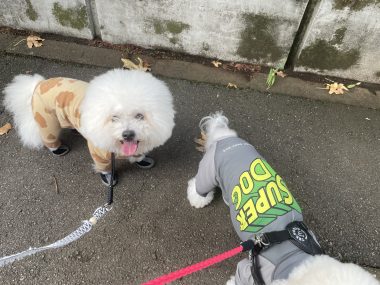 ビションフリーゼ おもち おもふくさんぽ彡海の公園 IMG_4464-380x285 ビションフリーゼ おもち おもふくさんぽ彡海の公園 IMG_4464-380x285